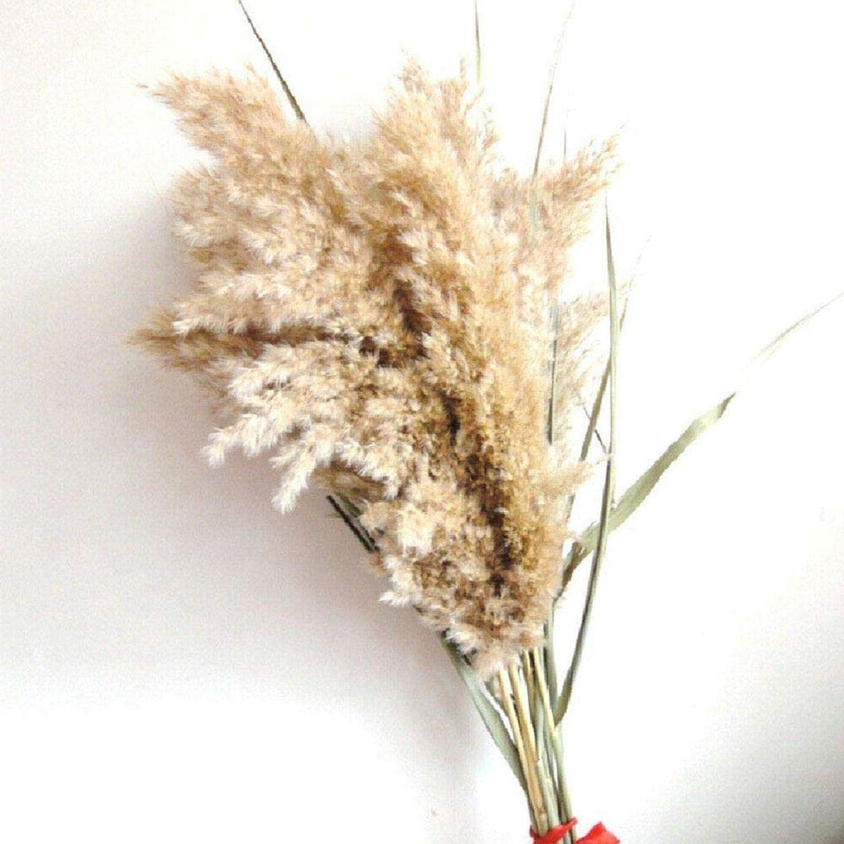 30/50pcs Bulrush Natural Dried Small Pampas Grass Artificial Decor Wedding Flower Bunch Home Office Floor Vase Filler for Living Room Kitchen And Event Decoration