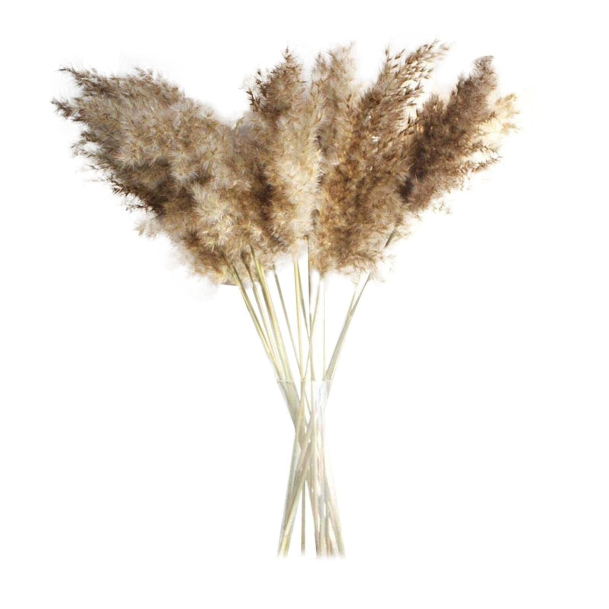 30/50pcs Bulrush Natural Dried Small Pampas Grass Artificial Decor Wedding Flower Bunch Home Office Floor Vase Filler for Living Room Kitchen And Event Decoration