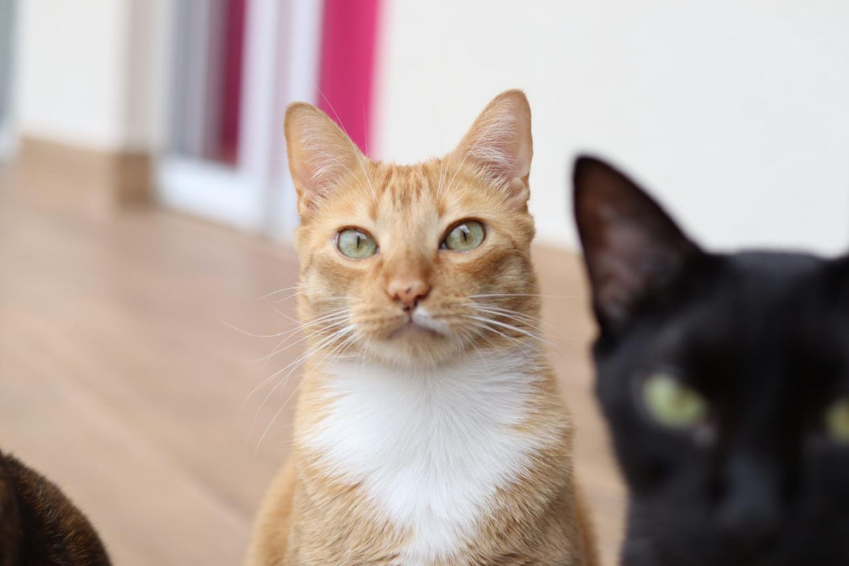 Carro Test Product by Couch.com