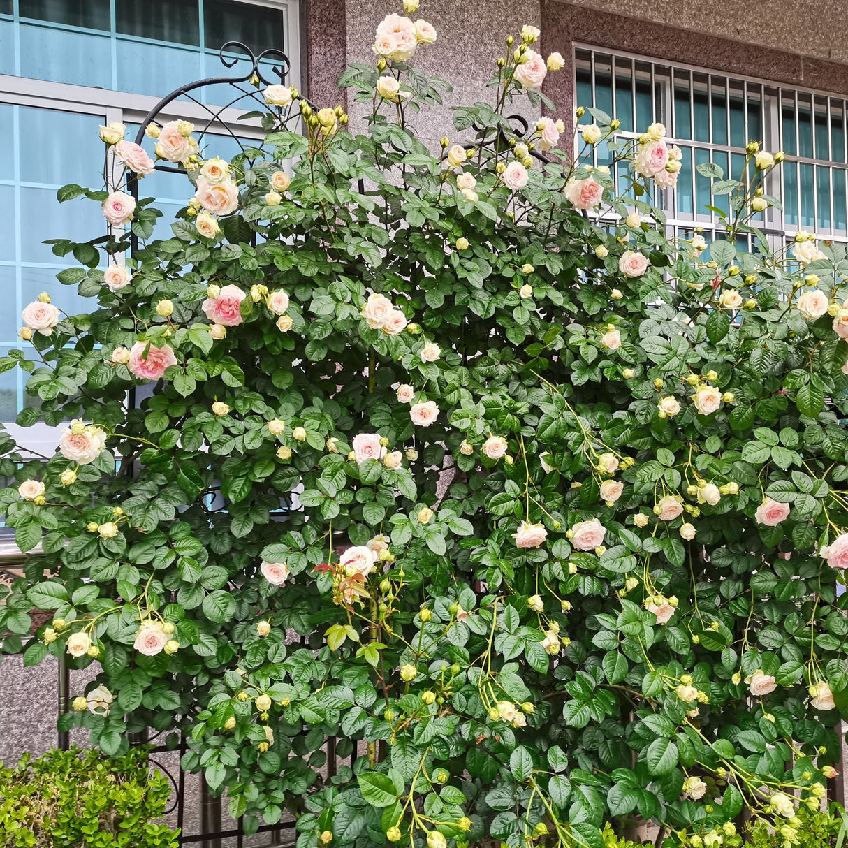 Metal Garden Rustproof Trellis For Climbing Plants Outdoor Flower Support by Couch.com