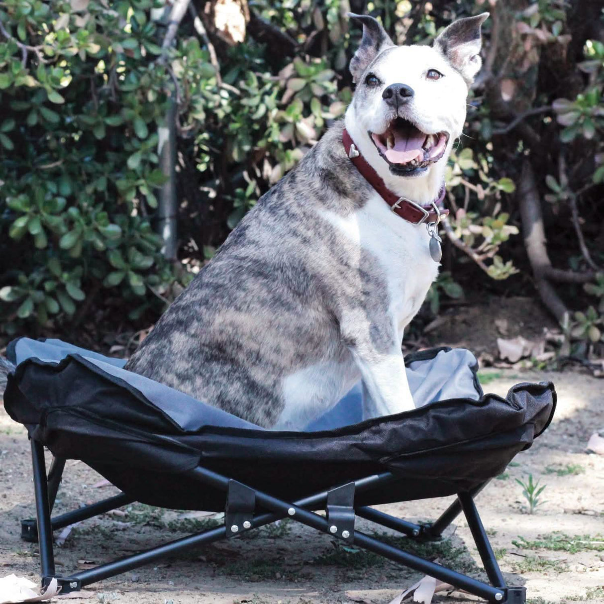 Elevated Camping Pet Bed Medium