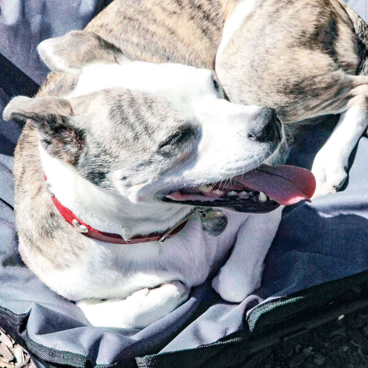 Elevated Camping Pet Bed Medium