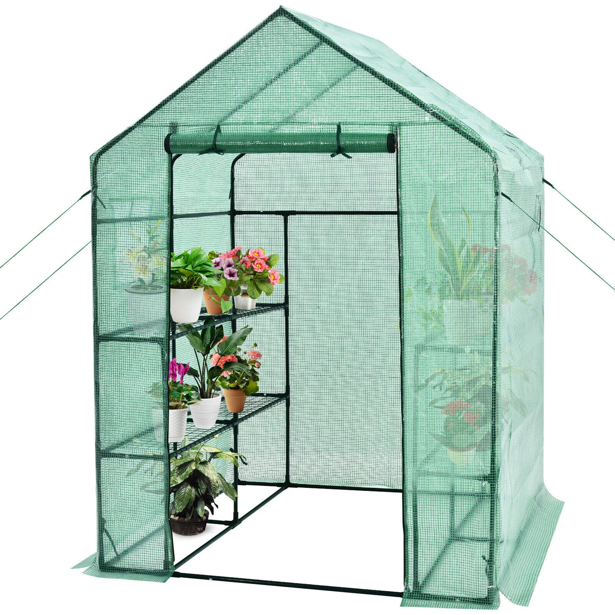 Walk-in Greenhouse 56 x 56 x 77 Inch Gardening with Observation Windows-Green