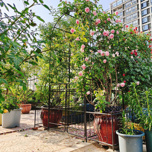 Metal Garden Arch With Gate High Climbing Plants Support Rose Arch Outdoor - Black by Couch.com