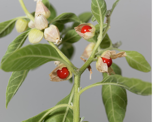 My Balance Nutrisentials Organic Ashwagandha - An Ancient Treasure