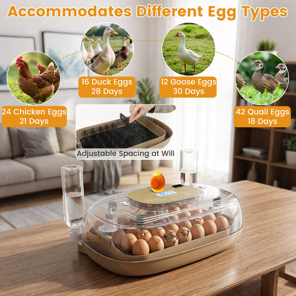 Egg Incubator with Temp and Humidity Control