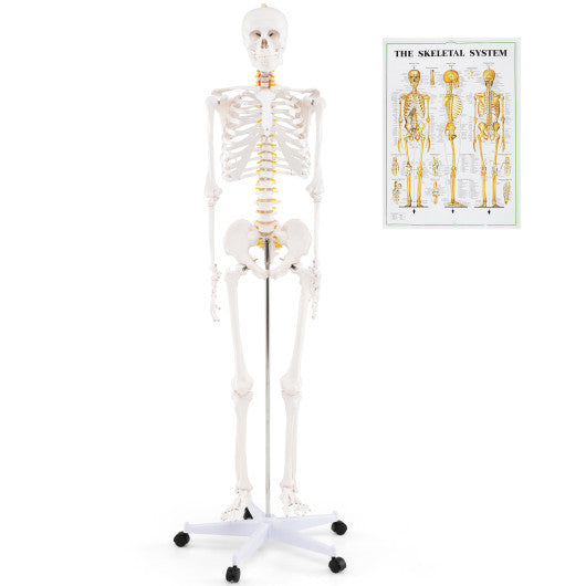 Life Size Human Skeleton Model for Anatomy Anatomical Skeleton with Nerves System