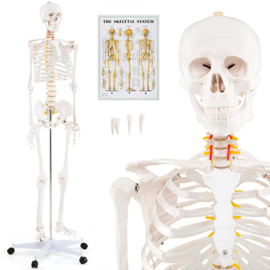 Life Size Human Skeleton Model for Anatomy Anatomical Skeleton with Nerves System