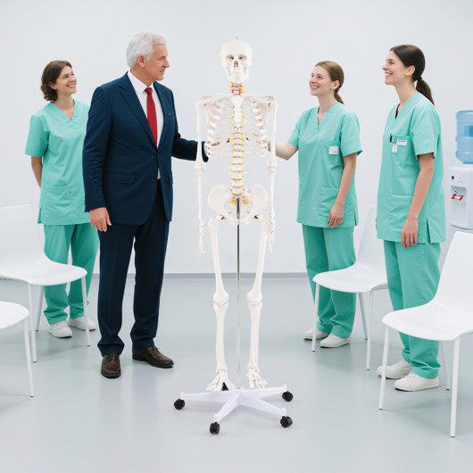 Life Size Human Skeleton Model for Anatomy Anatomical Skeleton with Nerves System