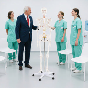 Life Size Human Skeleton Model for Anatomy Anatomical Skeleton with Nerves System