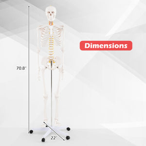 Life Size Human Skeleton Model for Anatomy Anatomical Skeleton with Nerves System