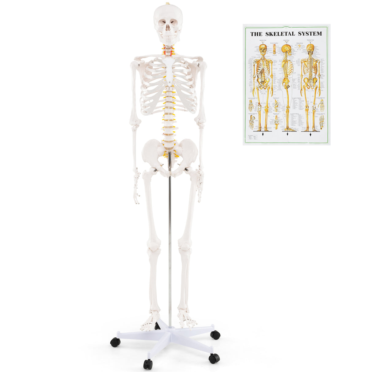 70.8 Inch Human Skeleton Model for Anatomy