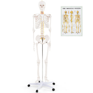 70.8 Inch Human Skeleton Model for Anatomy