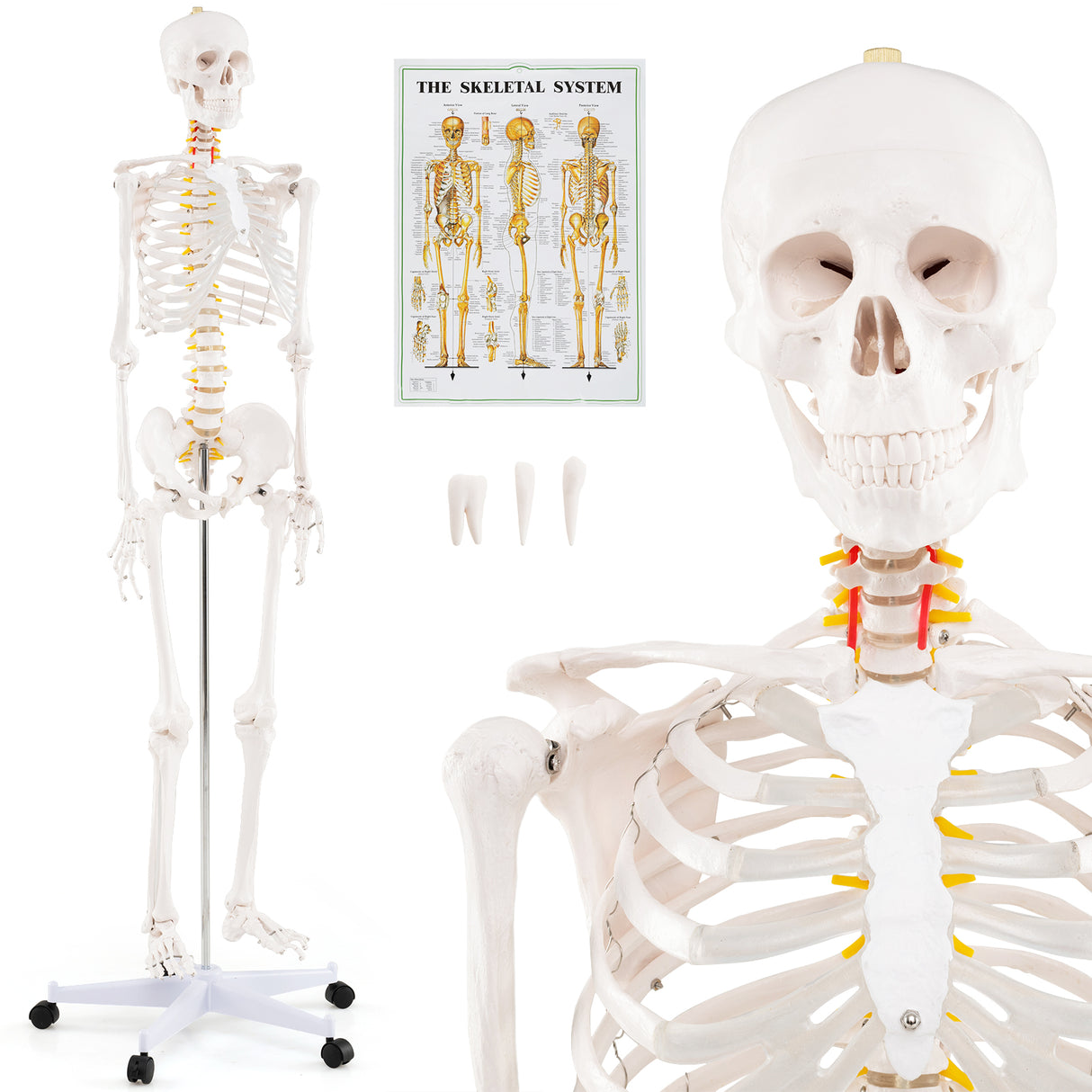 70.8 Inch Human Skeleton Model for Anatomy