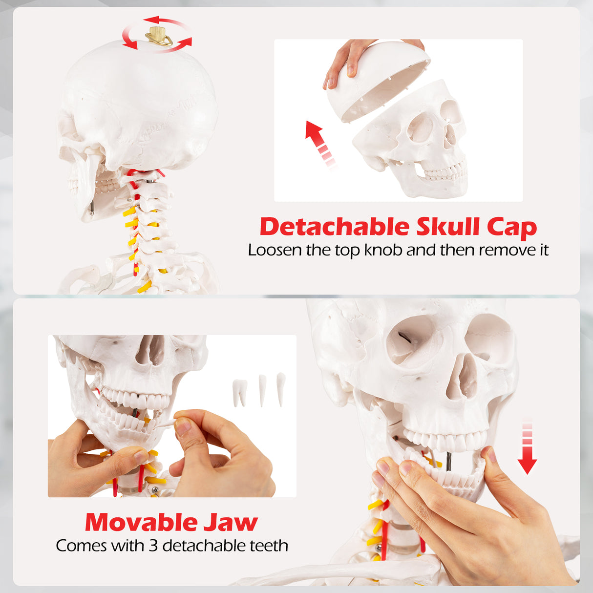 70.8 Inch Human Skeleton Model for Anatomy