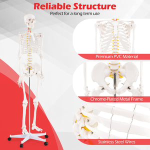 70.8 Inch Human Skeleton Model for Anatomy