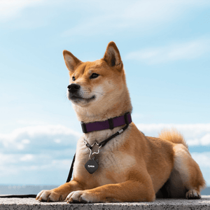 Sway FINDR Tracker Tab with Silcone Cover and Hook/Holder for Apple Devices Black by Sway