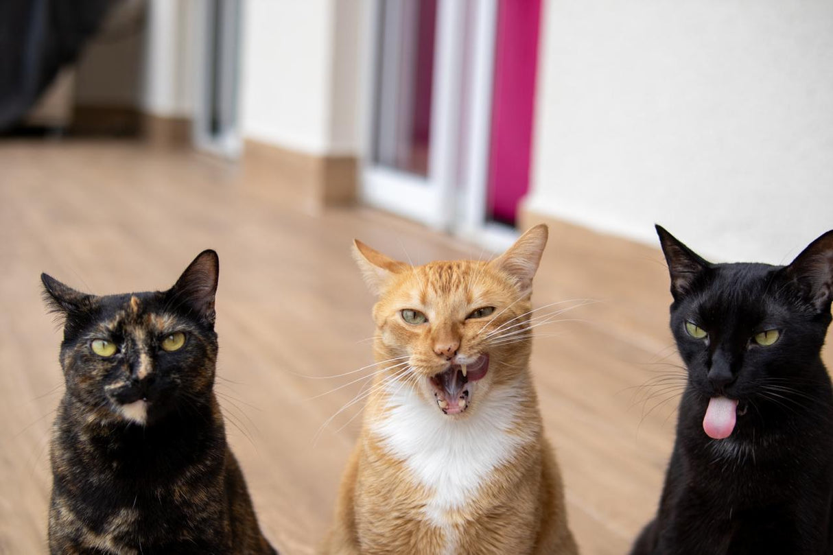 Carro Test Product by Couch.com