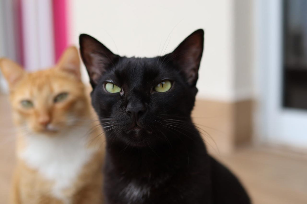 Carro Test Product by Couch.com