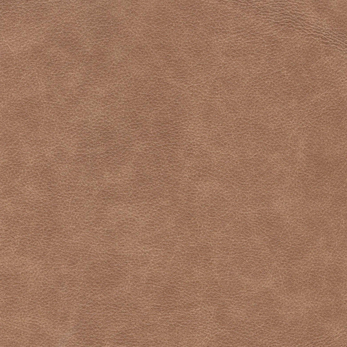 Modern Leather Sofa - Camel by Couch.com