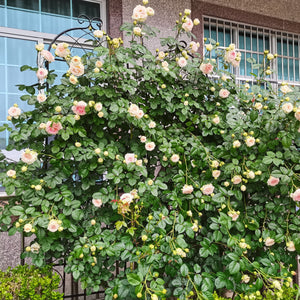 Metal Garden Rustproof Trellis For Climbing Plants Outdoor Flower Support by Couch.com