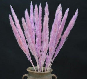 Home Store Wedding Bulrush Natural Dried Flowers Small Pampas Grass Phragmites Communis Decoration for Floor Vase Filler for Living Room Kitchen Decor