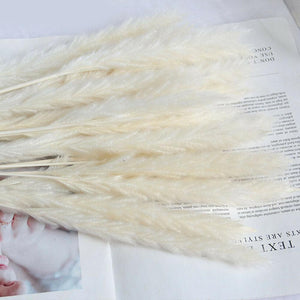 Real Dried Grass Reed Flower Natural Dry Small Bulrush Bouquet Pampas Reeds Home Decoration Wedding Decor Pompass Grass Branches for Vase Artificial Grass Room Décor Wedding Decorations